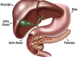 sindirime yardımcı organlar sindirime yardımcı organlar